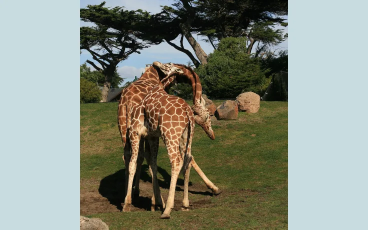 Park4Night App: Guía Completa para Furgoneteros en España - imagen ilustrativa